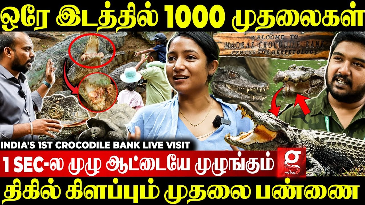 🔴யானை கால் ஆமை To வேட்டை முதலை🐊ஒரு இடத்துல இவ்ளோ அதிசயமா?😳India's 1st Crocodile Bank Live visit