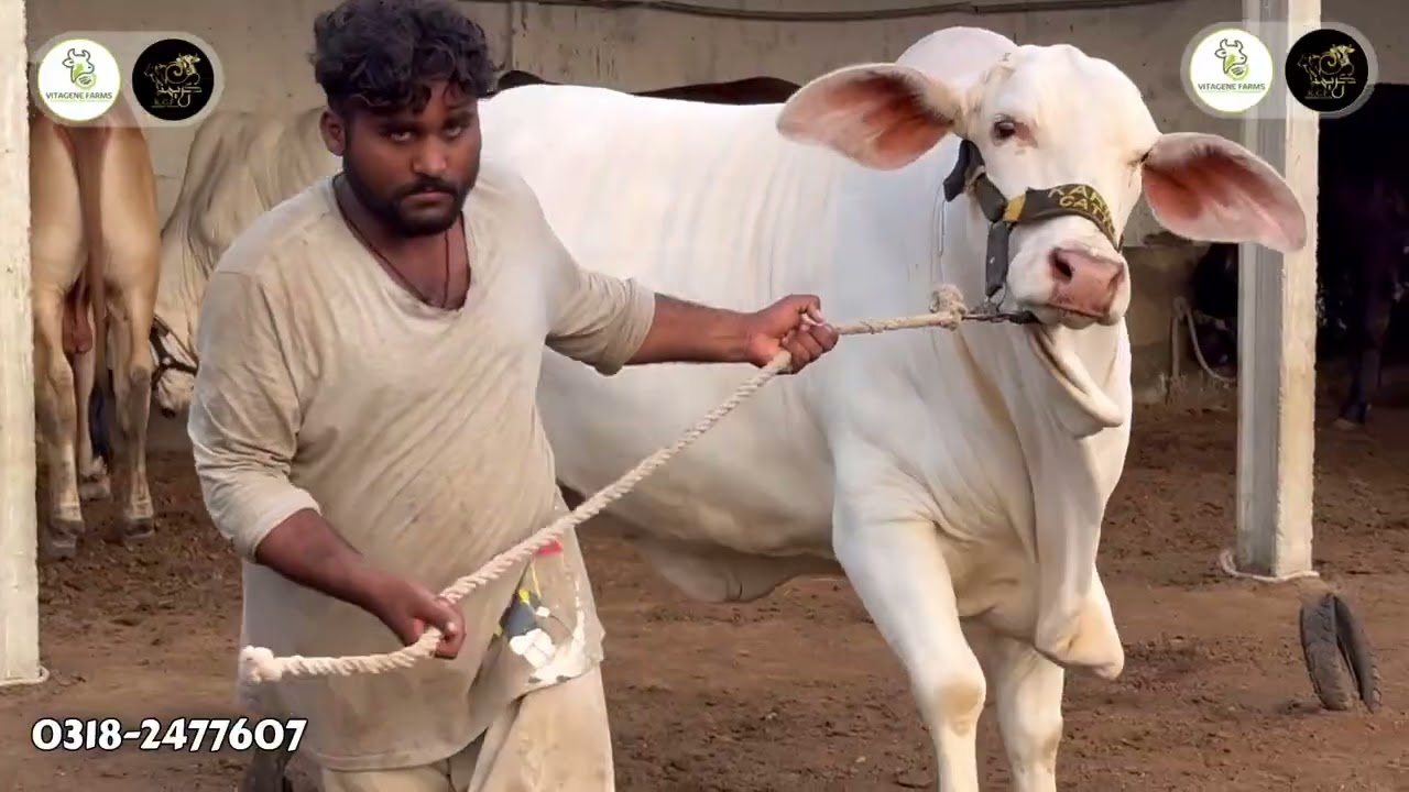 Available Animals For Qurbani 2026 ❤️ 0313-8066871 | KCF | AR Maani