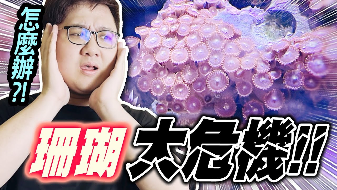 珊瑚大危機！水質出問題？珊瑚要死光了？！｜水族時間【黑羽】