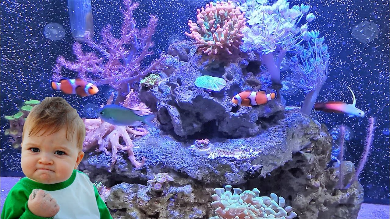 Reviewing Vibrant on my Reef Tank to kill algae (it works!)