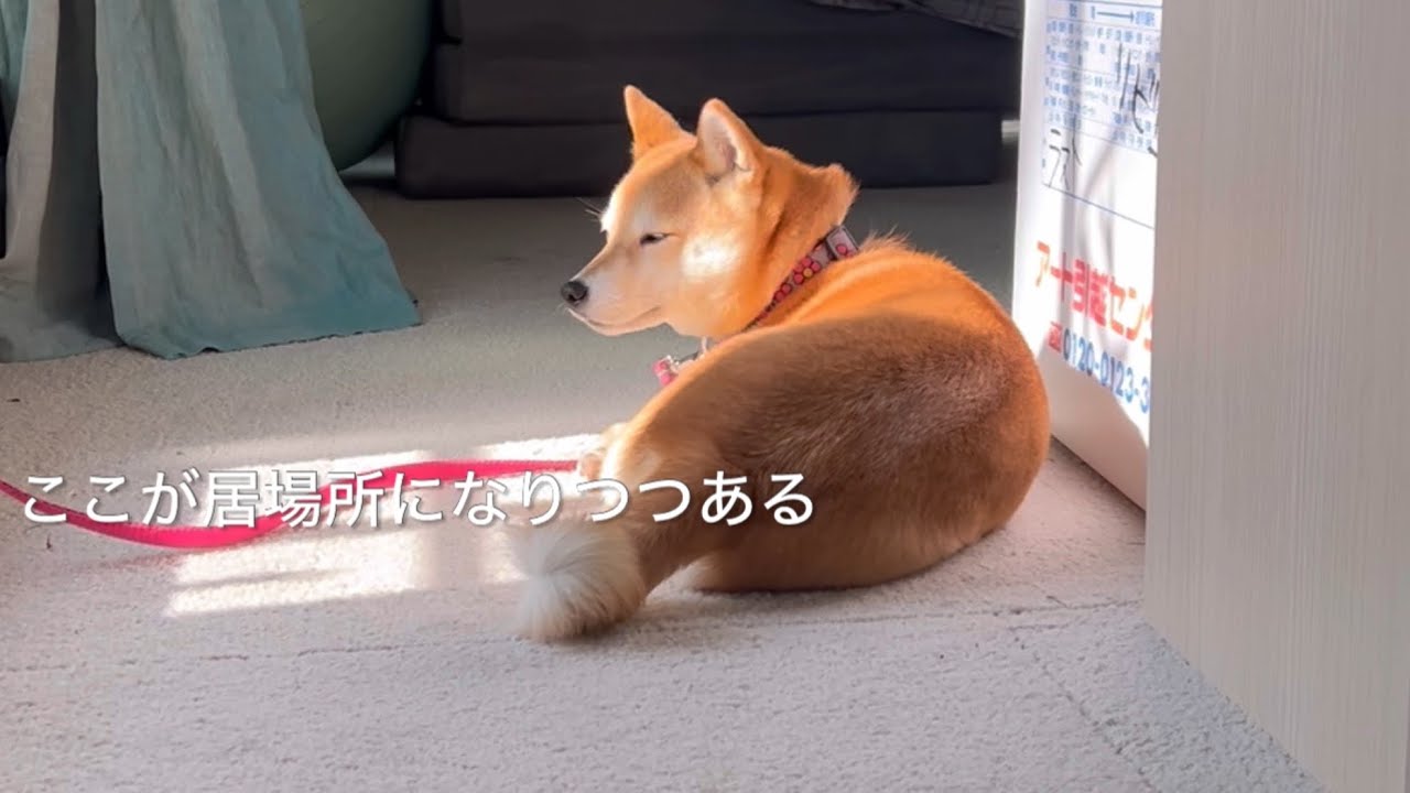 ここが居場所になりつつある