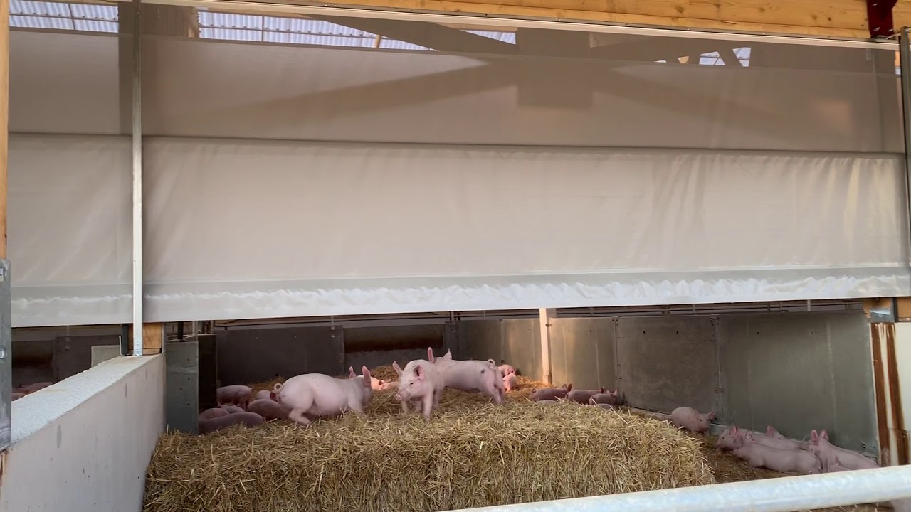 Extérieur de la porcherie sur paille