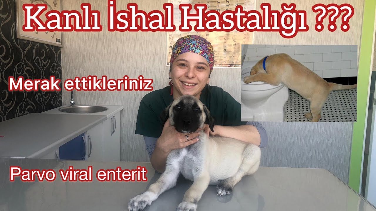 Köpeklerde Kanlı İshal ?Parvo Viral  Enterit ? Köpeğim Kusuyor Ve İshal Ne Yapmalıyım ?