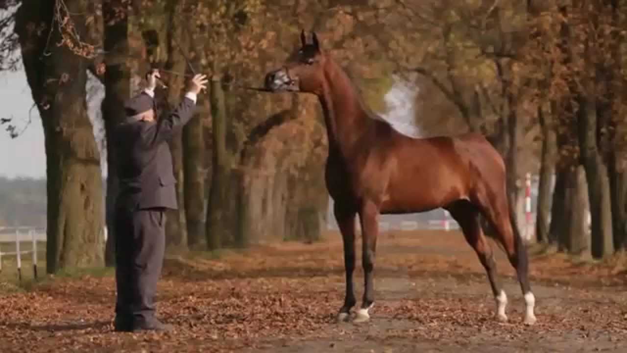 ARABIAN HORSE DAYS Janów Podlaski 2014: Invitation