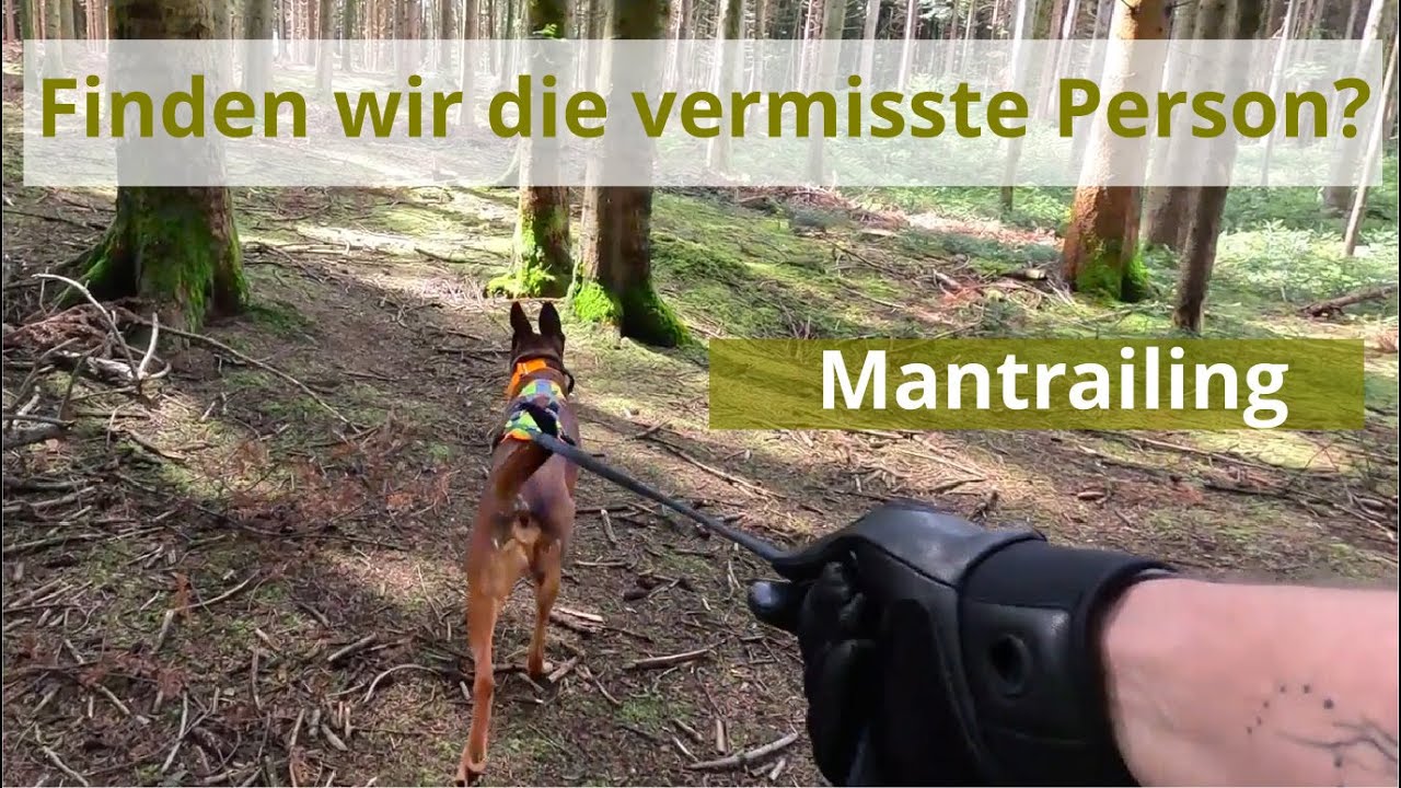Hunde-Spürnase im Einsatz: Einblick ins Mantrailing-Training