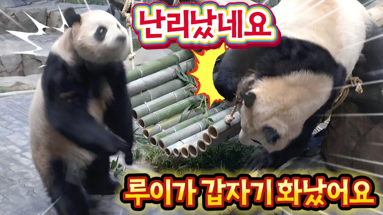에버랜드 세컨하우스 1월 25일 루이가 갑자기 왜 화가났을까요?