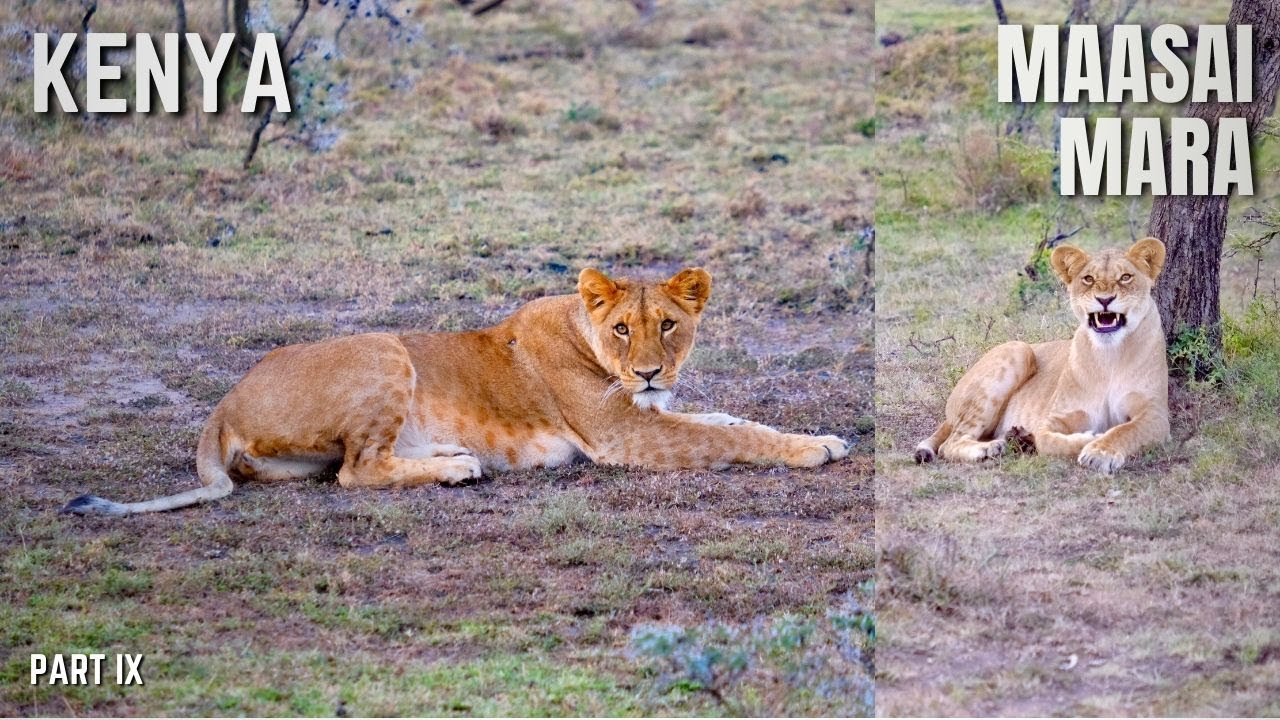 SEEING LIONS FOR THE FIRST TIME!