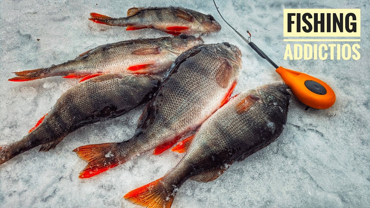 Залікові окуні на безмотилку 🔥 Відлига в кінці січня | Крупний окунь з криги