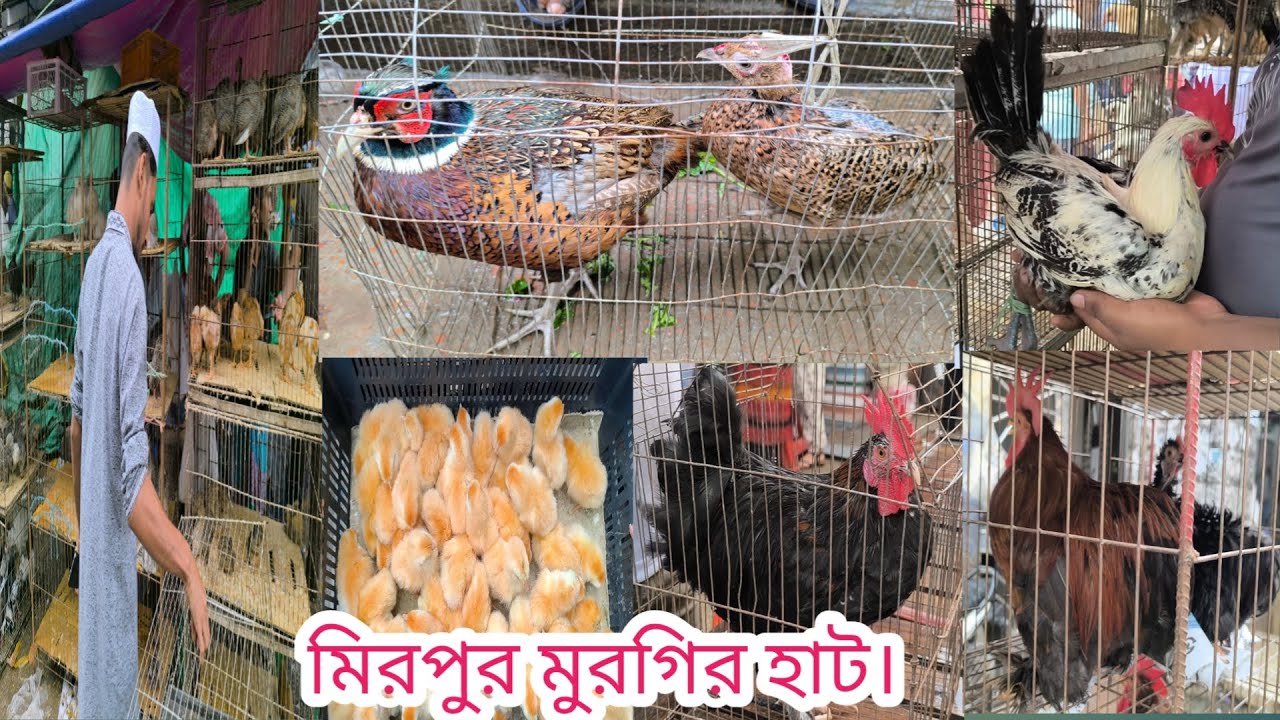 80 Mirpur 1 chicken। ফিসেন্ট পাখি ফাউমি কোচিং সেব্রাইট মুরগির দাম । BD Chasi Agro।