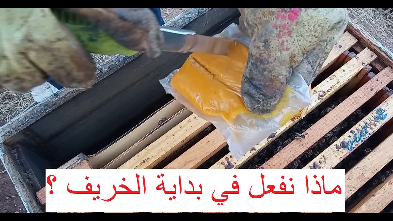 الاعمال التي يقوم بها النحال في بداية الخريف