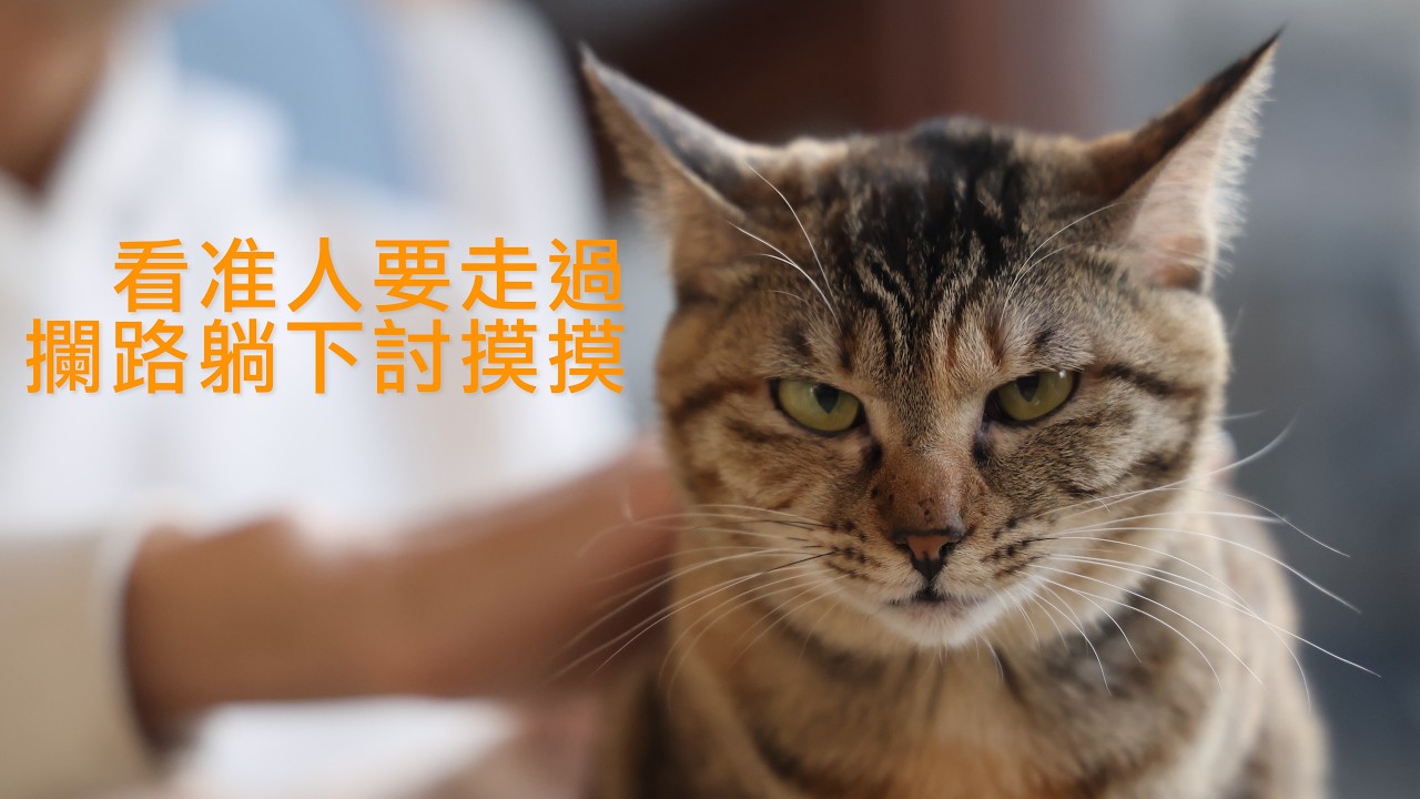 躺下討摸摸就是好消息？小彩狸口炎還疼不疼，她用肚皮告訴我｜Xishu&Cats