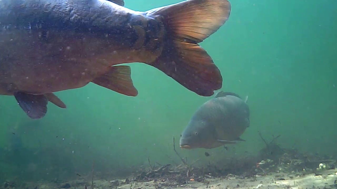 Karpfen im Baggersee