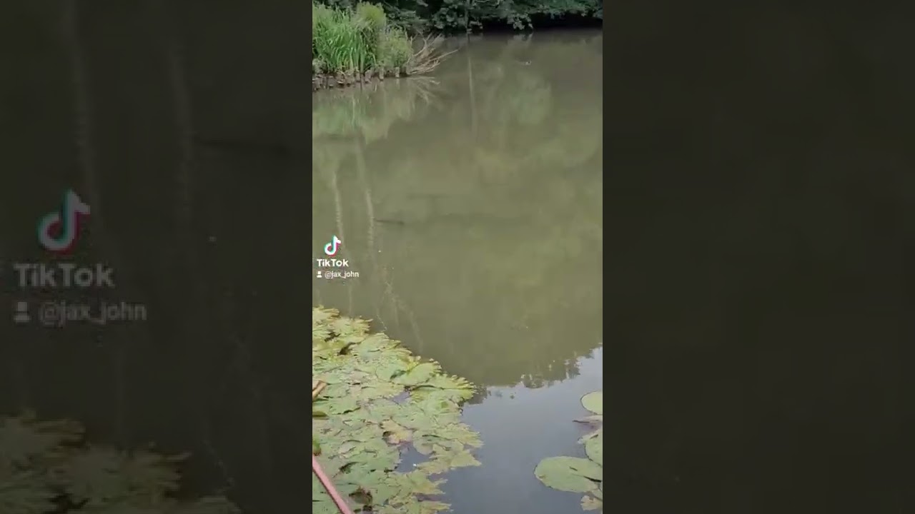Fishing big bream #fishing #carp #bream #fyp #viral #trending