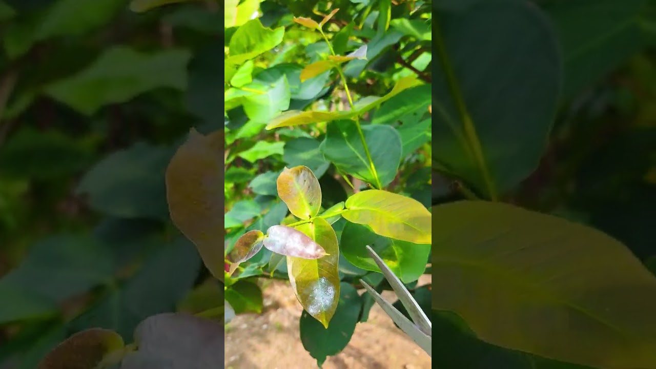 Peuning tunas air agar pohon jambu tetap pendek 