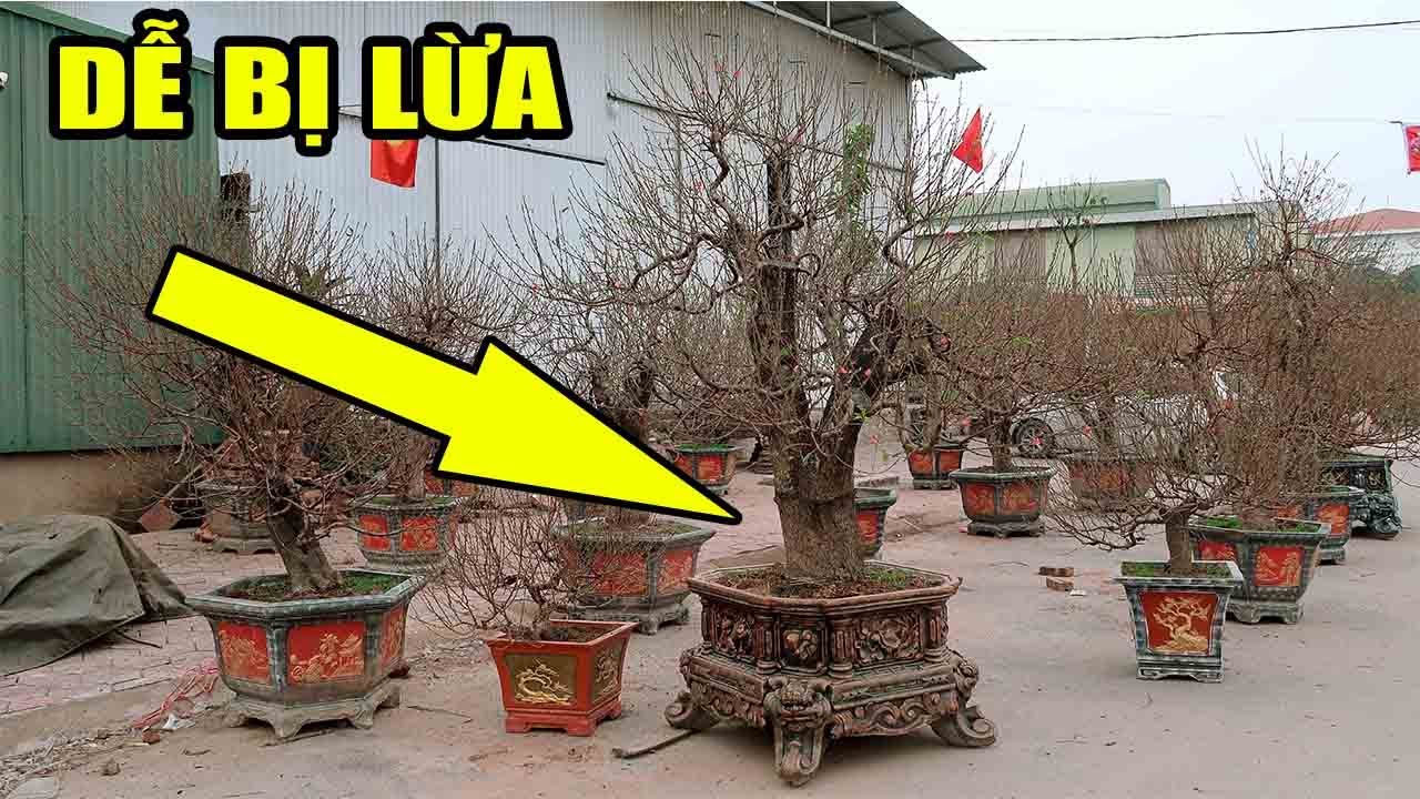 Tại sao đi mua Đào Tết không nên mua những cây như này