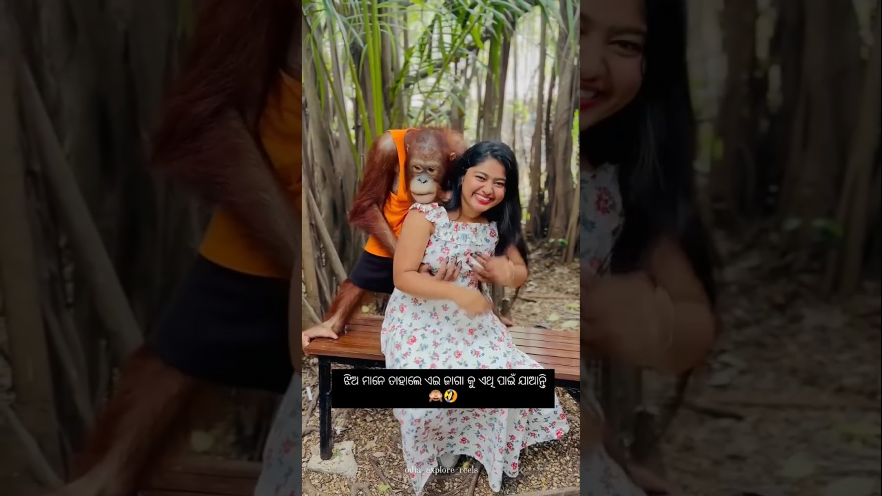 Cutest Monkey❤️| Safari World Bangkok. | Chimpanzee flirting with girl | photo with chimpanzees