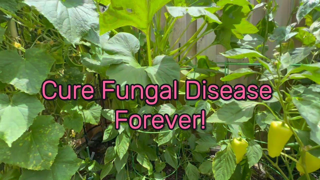 Cure Fungal Diseases In Your Garden Forever!  How to identify, treat and get RID OF THEM forever.