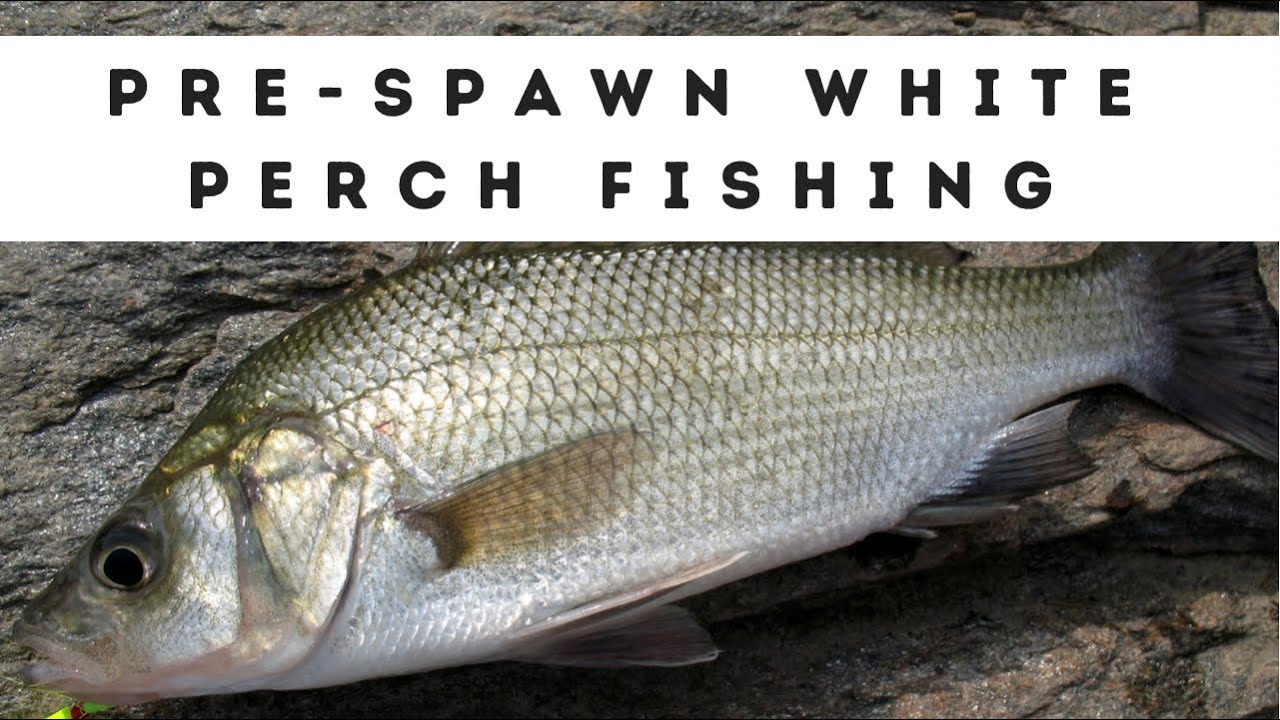 Pre-Spawn White Perch Fishing