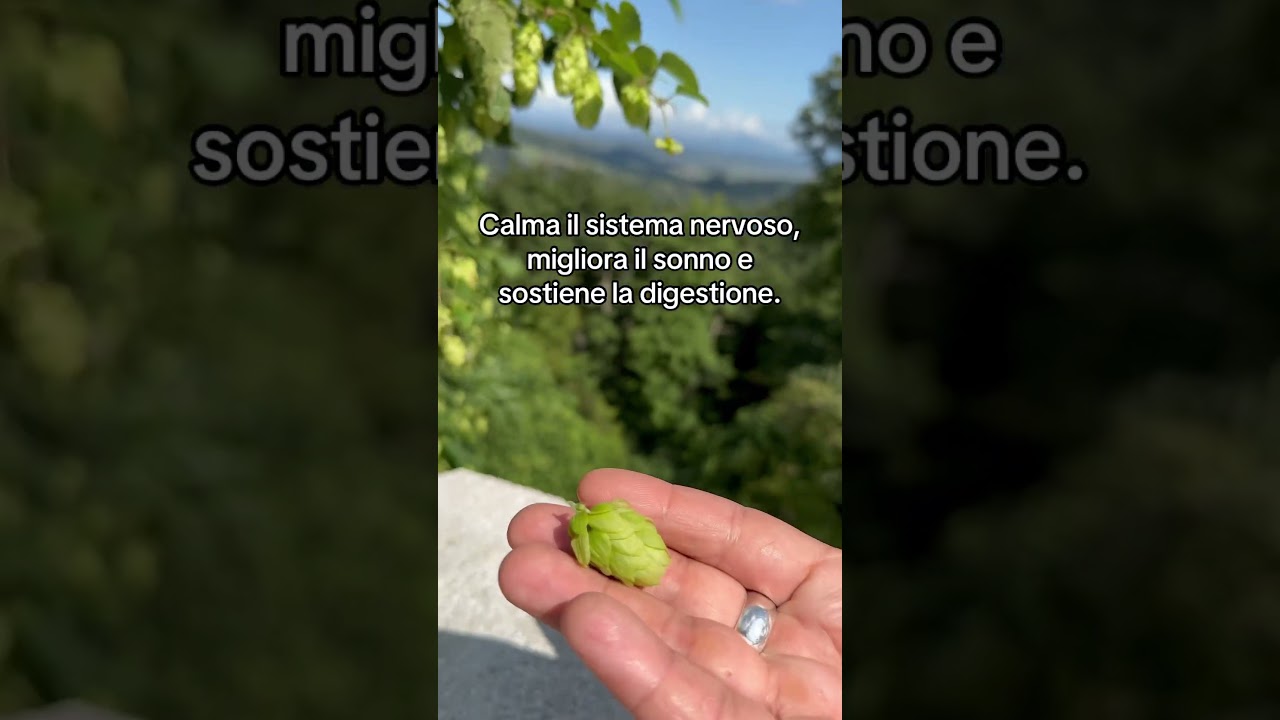 Luppolo Selvatico: il Calmante Naturale che Non Conoscevi 🌱 