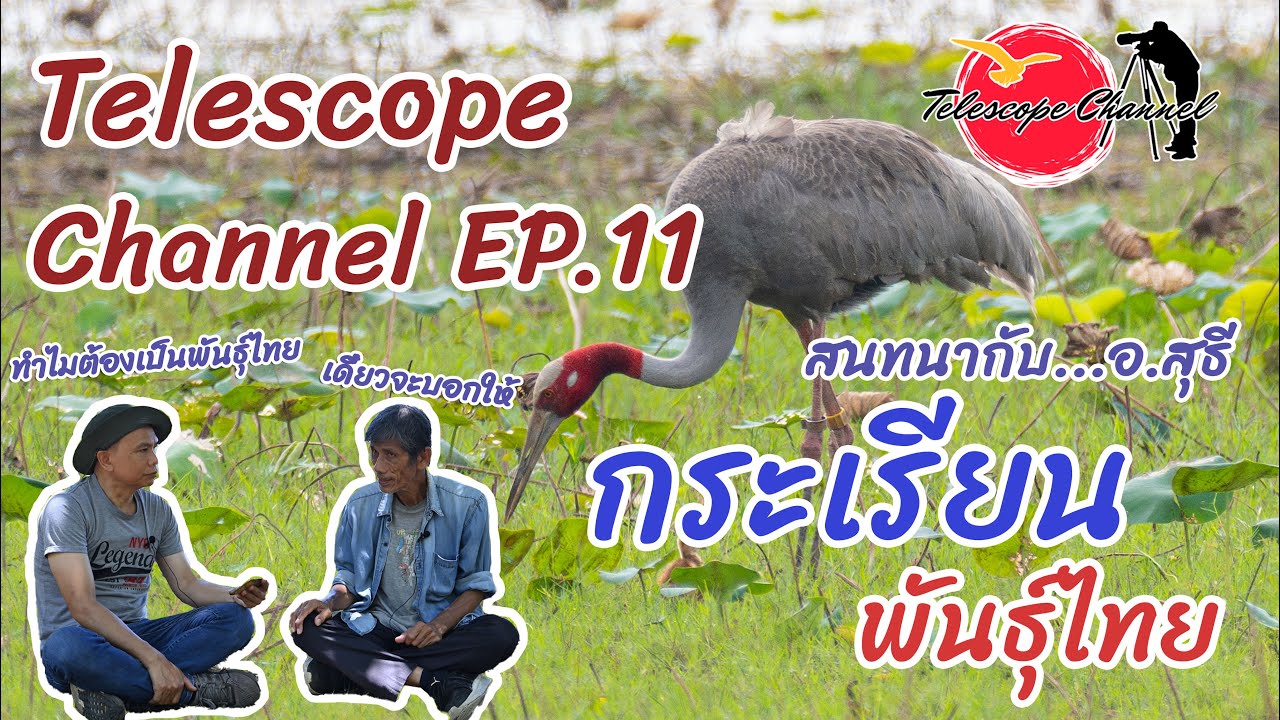 Telescope Channel EP.11 กระเรียน...พันธุ์ไทย