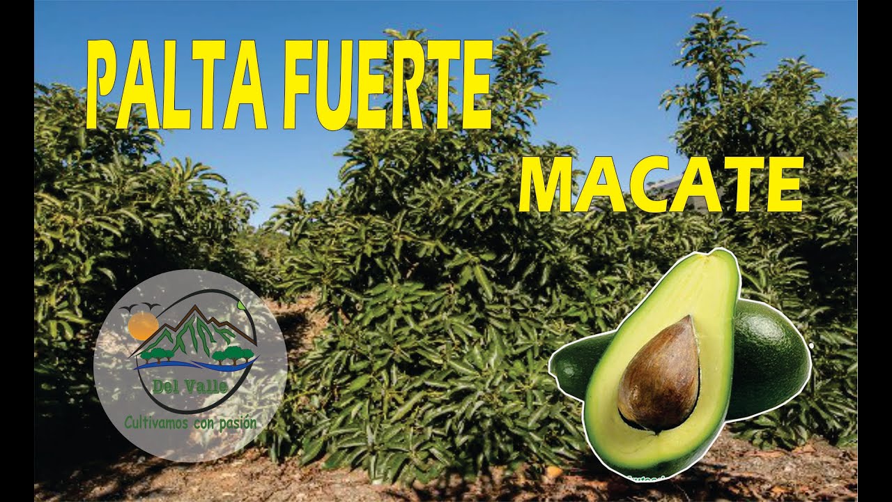 palta fuerte-es mejor que la palta hass?