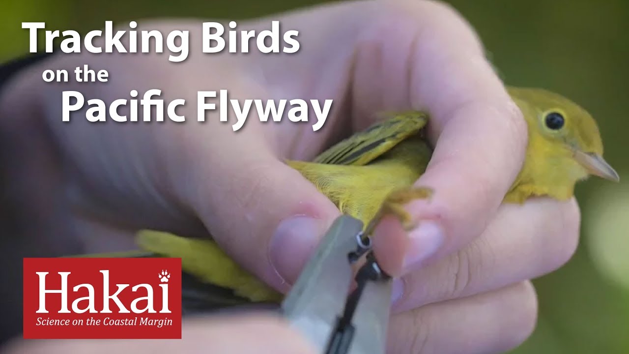 Tracking Bird Migration on the Pacific Flyway