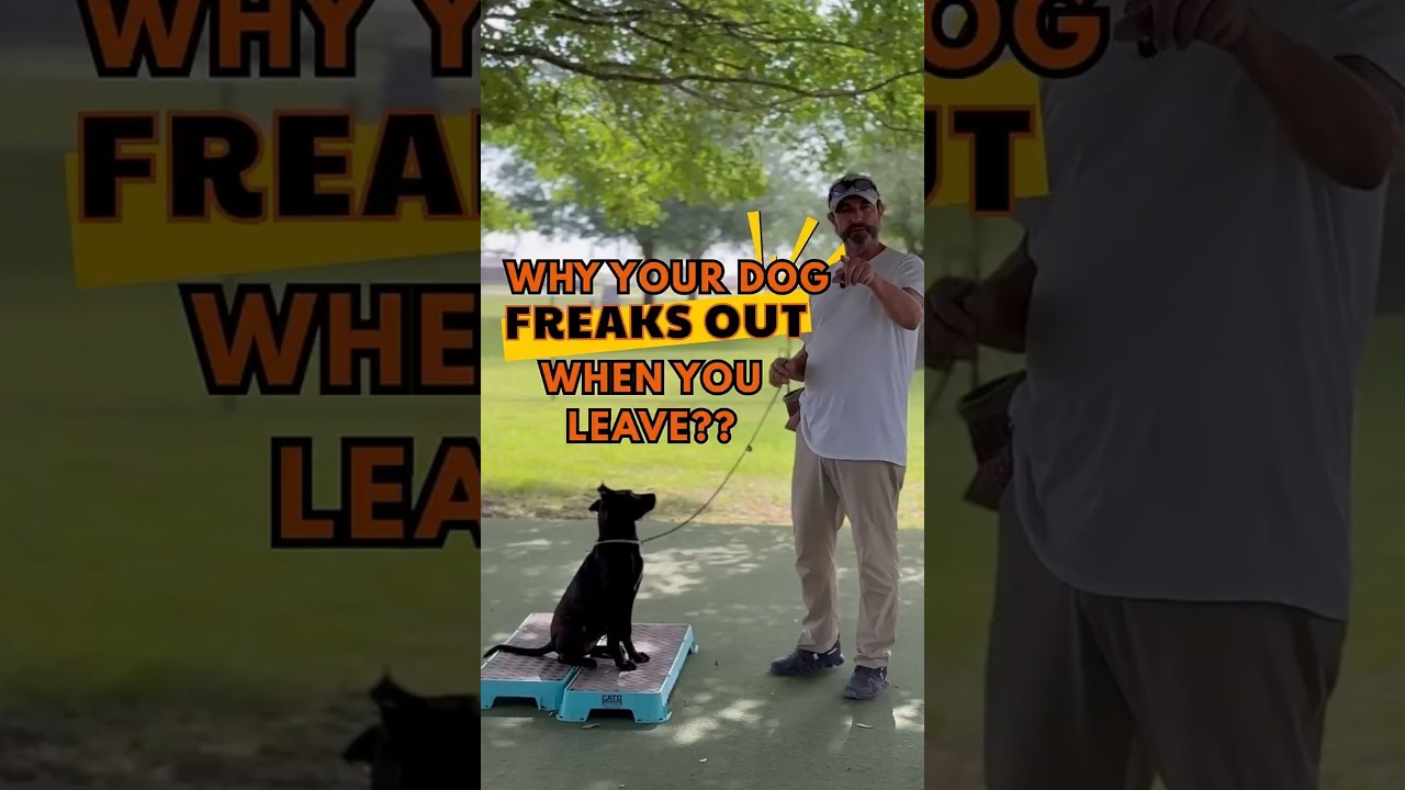 How to STOP Your Dog&rsquo;s Separation Anxiety with Calm Structure!