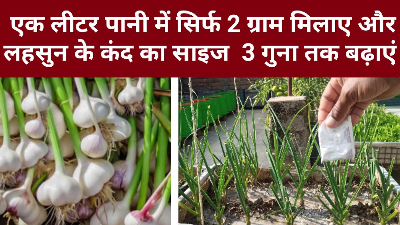 1 लीटर पानी में सिर्फ 2 ग्राम मिलाएं और लहसुन के कंद का साइज 3 गुना तक बढ़ाएं। कंद साइज कैसे बढ़ाएं।