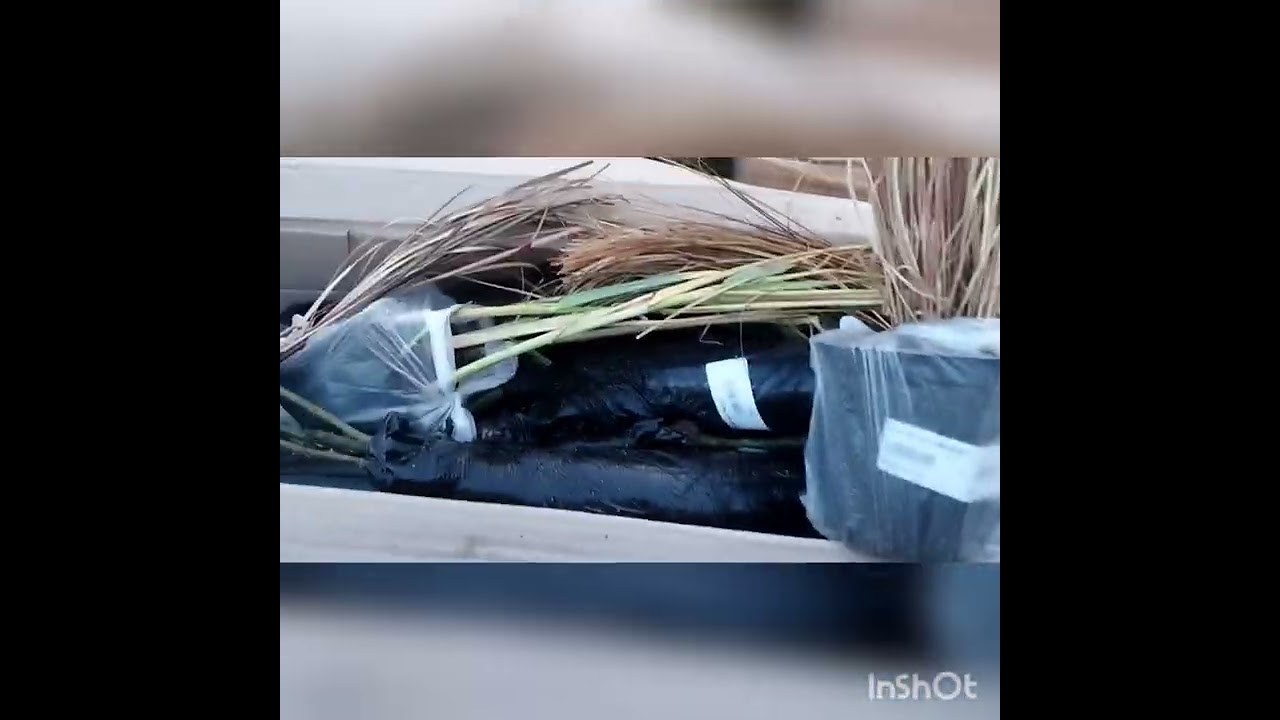 Поповнення колекції) Отримала замовлення від Дендроферми Бережнюк. Частина перша