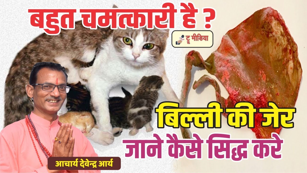 बहुत चमत्कारी है बिल्ली की जेर जाने कैसे सिद्ध करे #Devendra_Arya @truemedia07