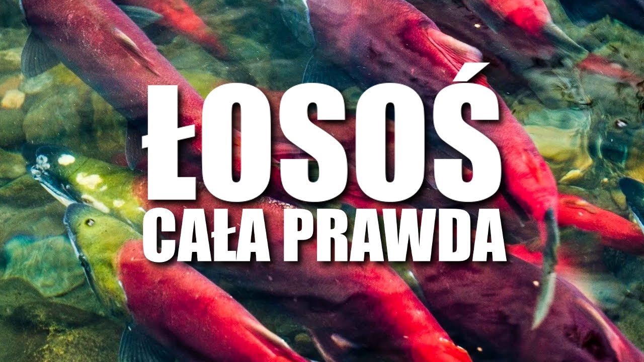 ŁOSOŚ - CAŁA PRAWDA