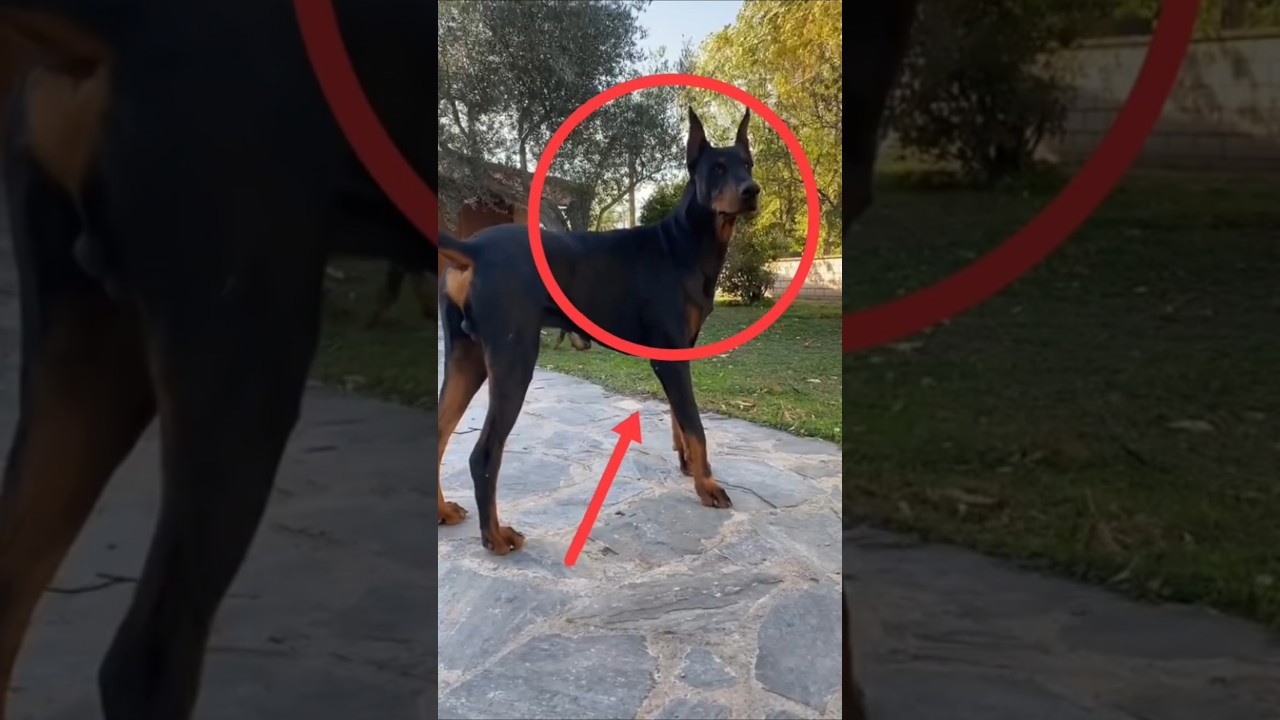 3 Golden Rules for Doberman Pinscher #doberman #dogtraining #dog