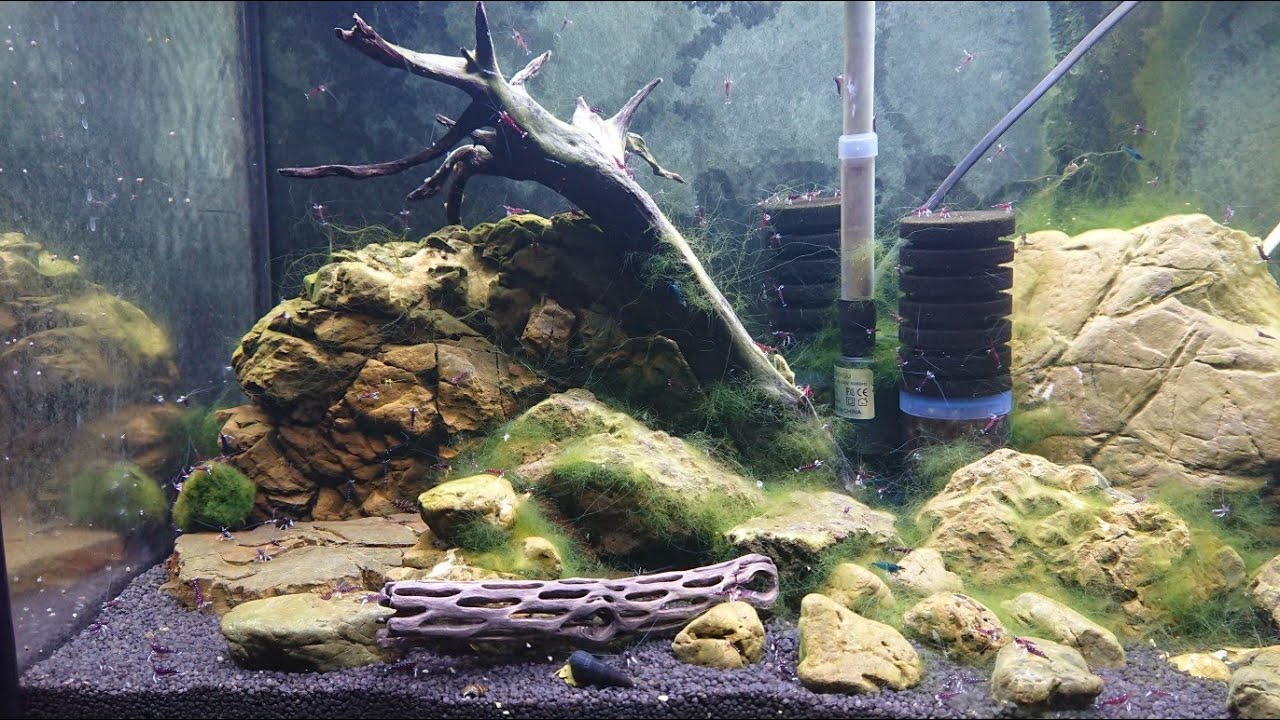Мои аквариумы: 3 серия (креветочник Сулавеси Кардиналы/Sulawesi Shrimp Cardinal/ Caridina dennerli)