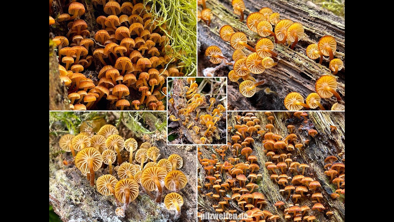 Pilzportrait - Geselliger Gl&ouml;ckchennabeling, Xeromphalina campanella | Omphalia fragilis