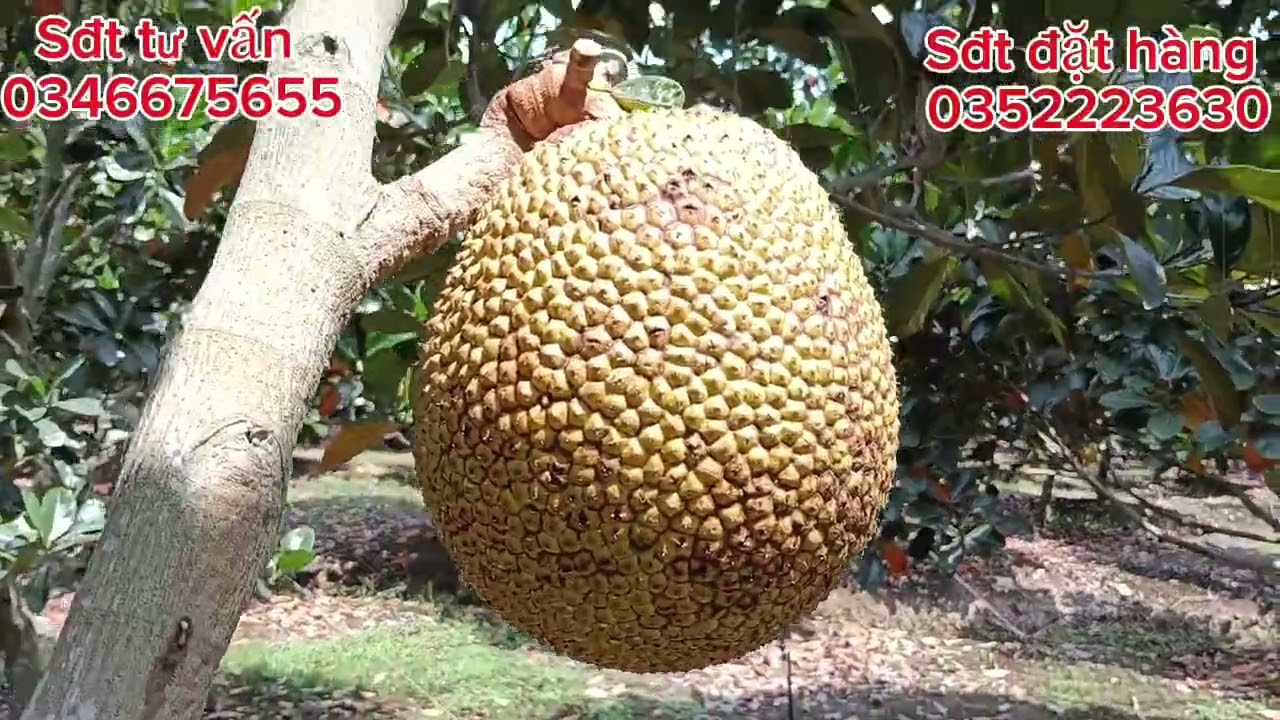 Thăm vườn mít ruột đỏ anh ở trà vinh chia phân hữu cơ xịt kích bông lớn trái nha cả nhà 
