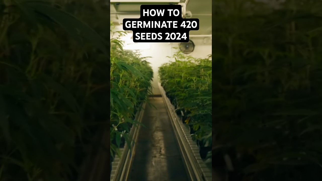 How to germinate cannabis seeds 2024 #germinatingseeds #germination #420