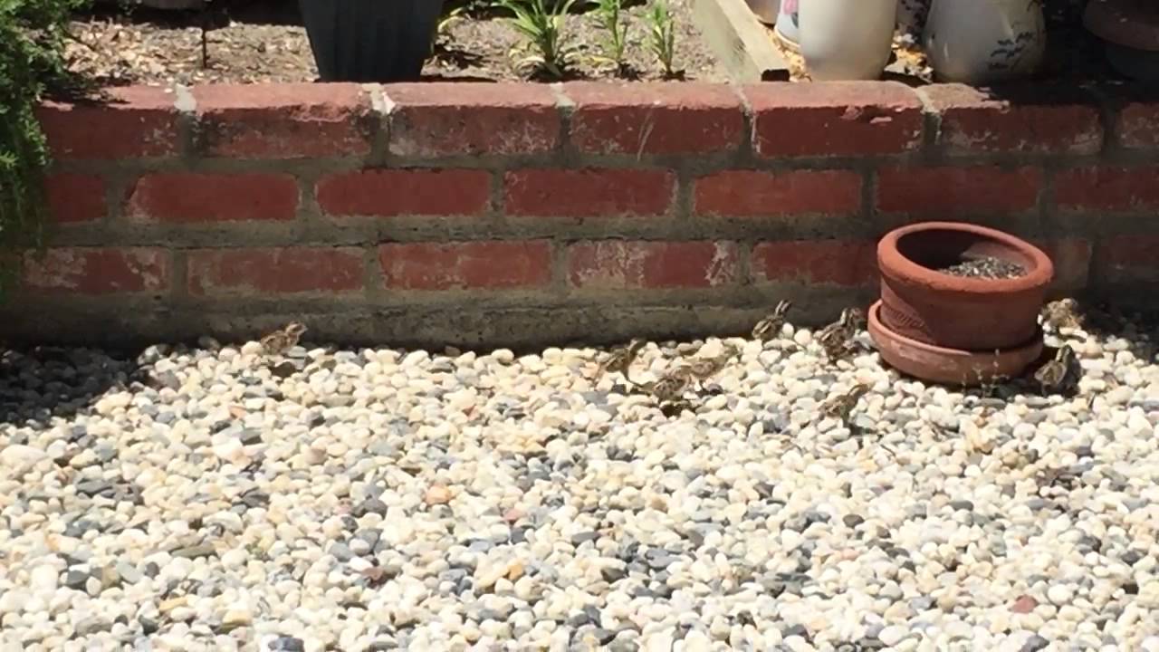 Quail Family