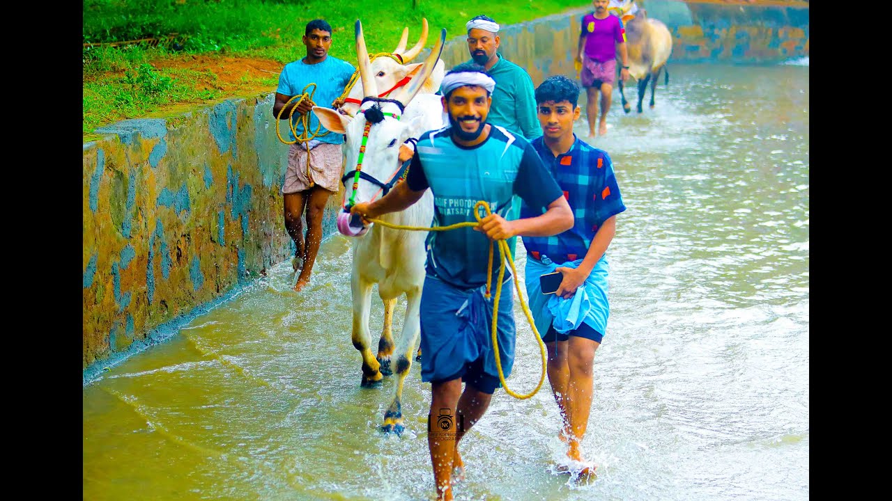 കരേക്കാട് കാളപൂട്ട് കന്നുകളുടെ കണ്ടം കാണിക്കൽ