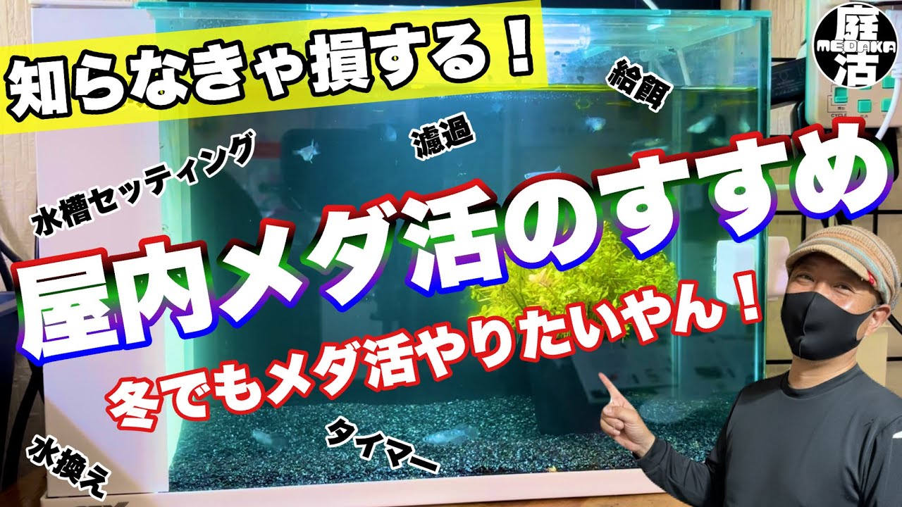 （メダカ）冬場も楽しみたいやん！【屋内メダカ水槽飼育術】