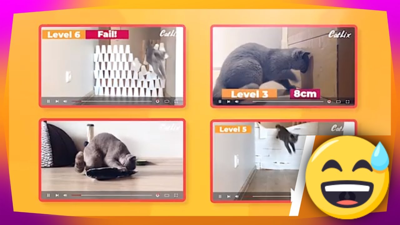 Crazy Cat Challenges | CatLix Highlights
