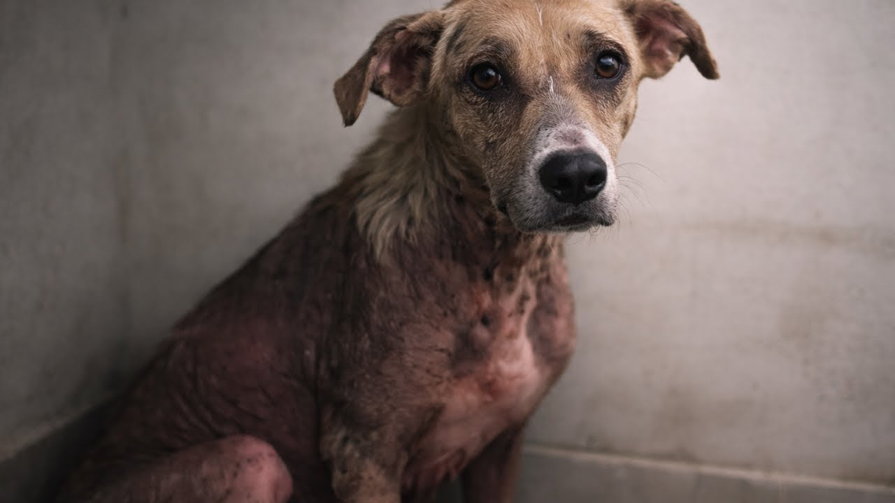 RESCUE DOG STARVED FOR DAYS TO SAVE HER PUPPY — WHAT SHE DID NEXT BROKE ME