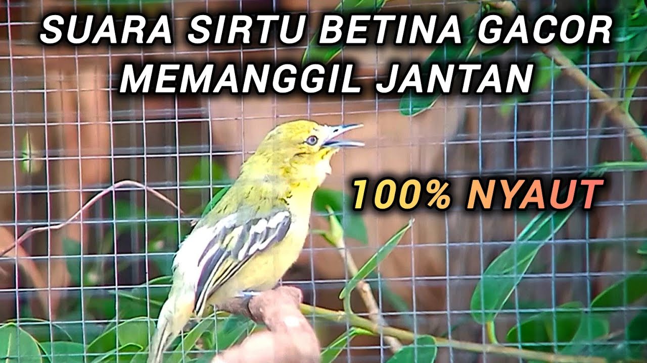 PANCINGAN BURUNG SIRTU BETINA MEMANGGIL JANTAN AMPUH BOS