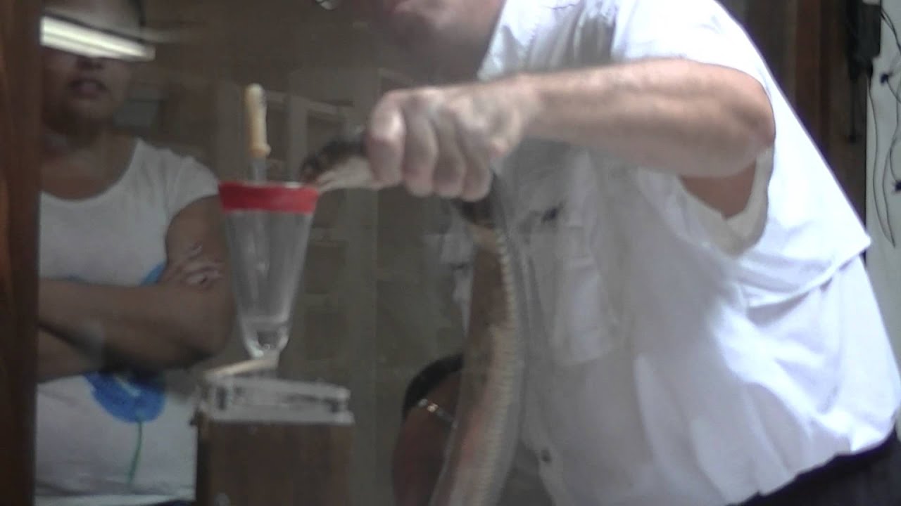 Monocled Cobra Snake Venom Extraction Naja kaouthia