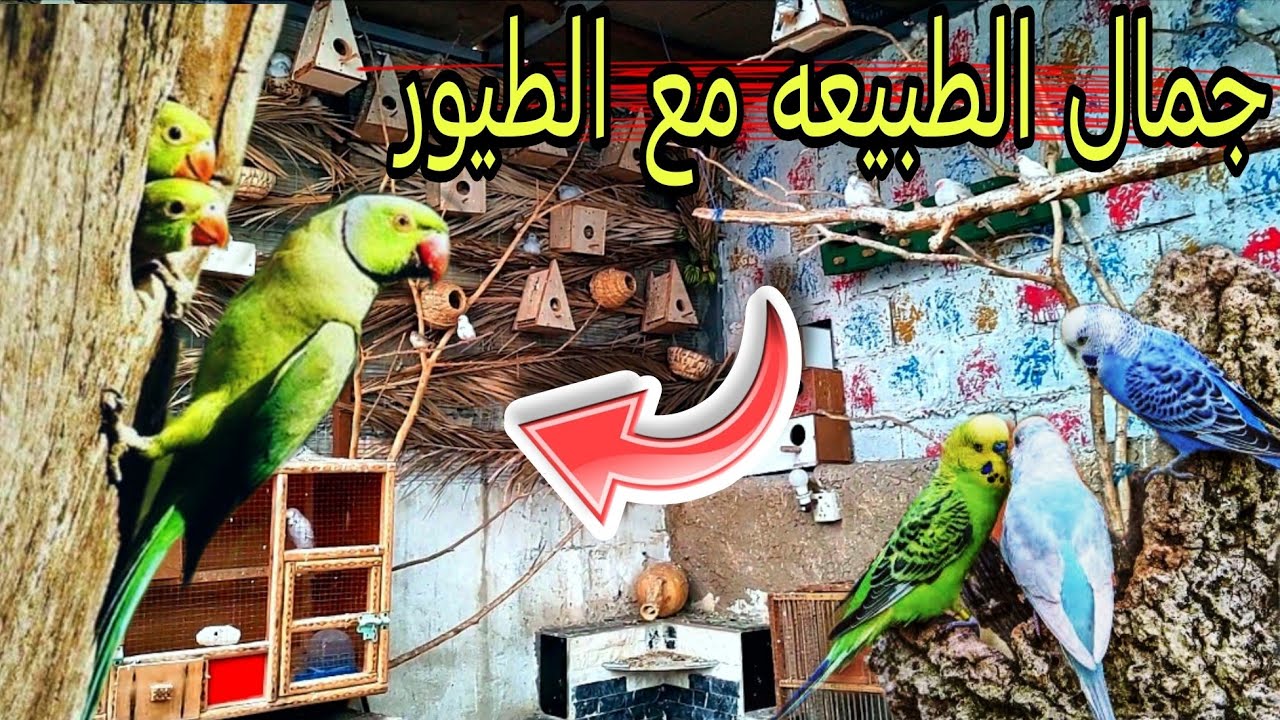 🦜 جولة داخل محمية الطيور | نصائح ذهبية للحفاظ على صحة الطيور #محمية #طيور 