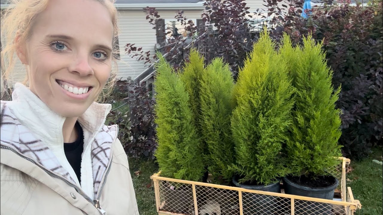 Winterizing & Bringing In My Lemon Cypress For Winter!  | Simply Bloom