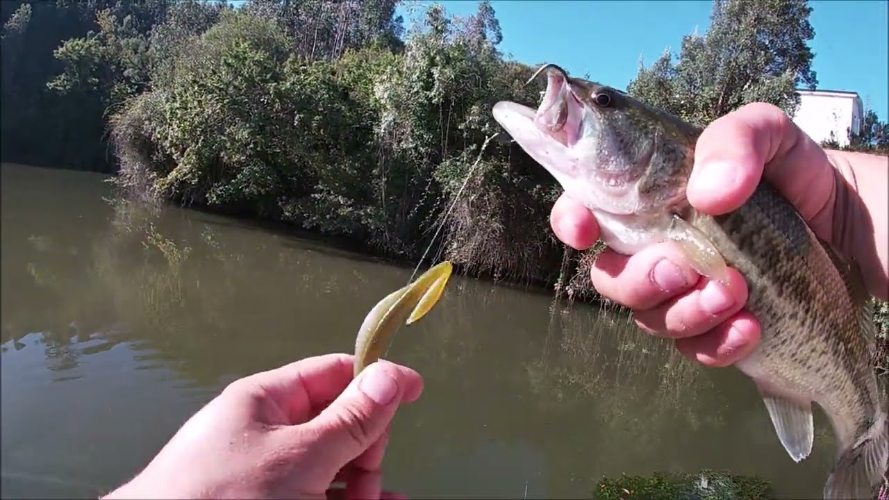 Montagens Finesse que Apanham Sempre Peixe