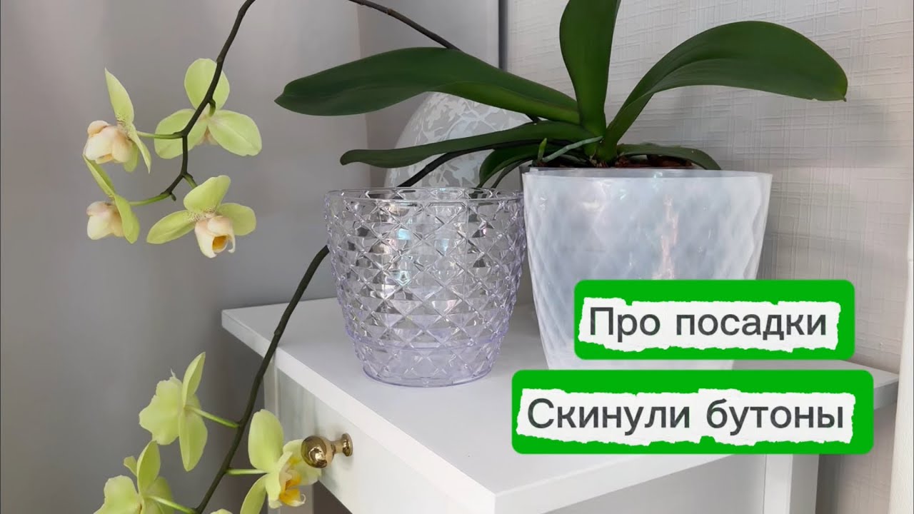 Посмотрим посадки🪴кашпо автополив✨мои капризули🌸