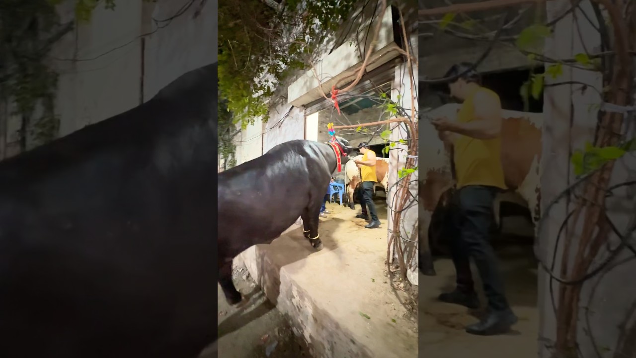 Biggest bull in Pakistan 🇵🇰  #music #bulllovers #katta #cow #animallover #bakraeidlover #foryou