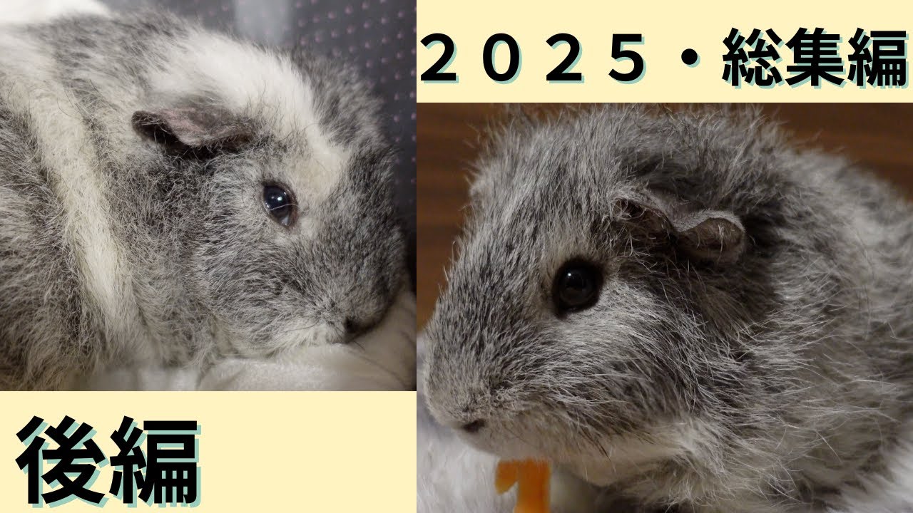 2025年 モルモット総集編 ユッキーとアオちゃんの日常生活