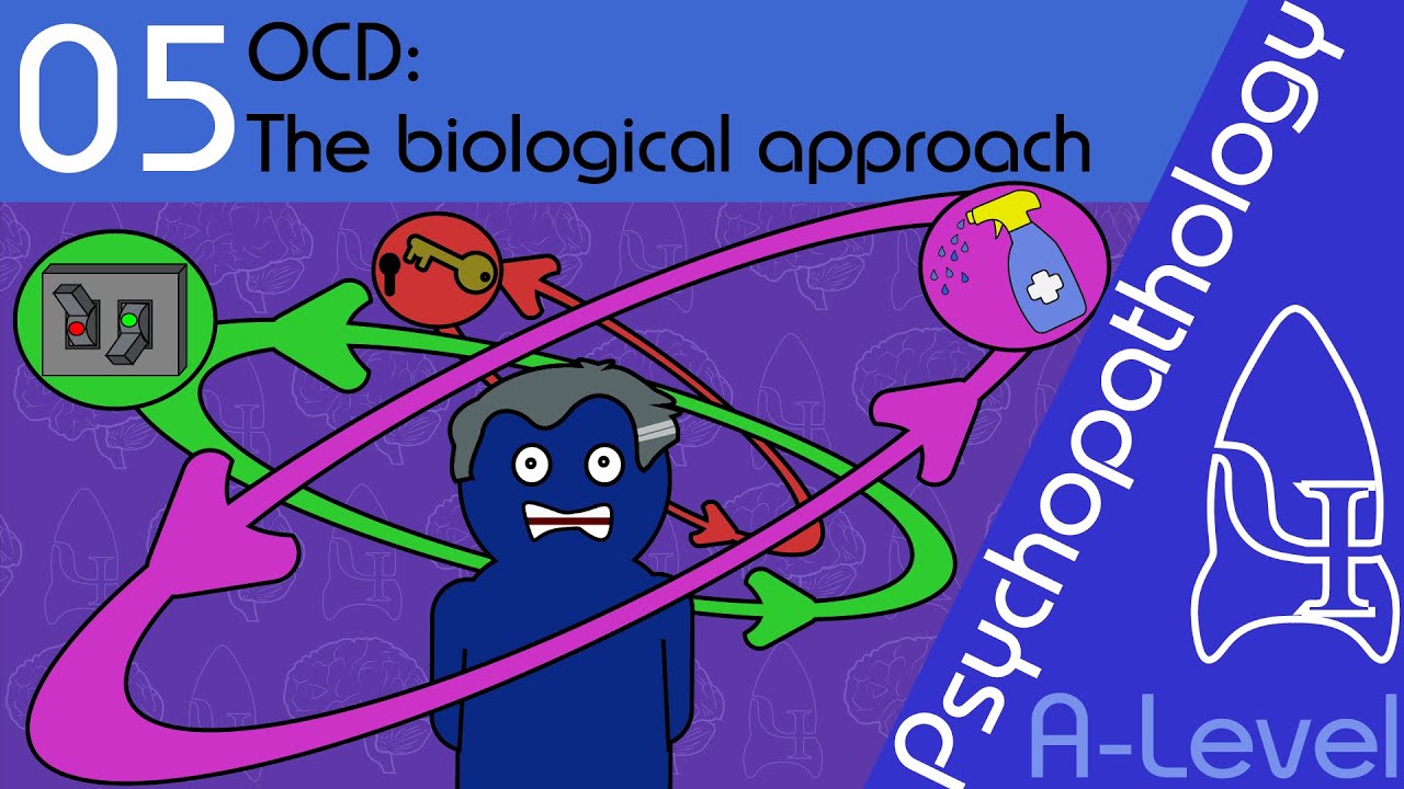 OCD: explaining and treating (Biological approach) - Psychopathology [A-Level Psychology]